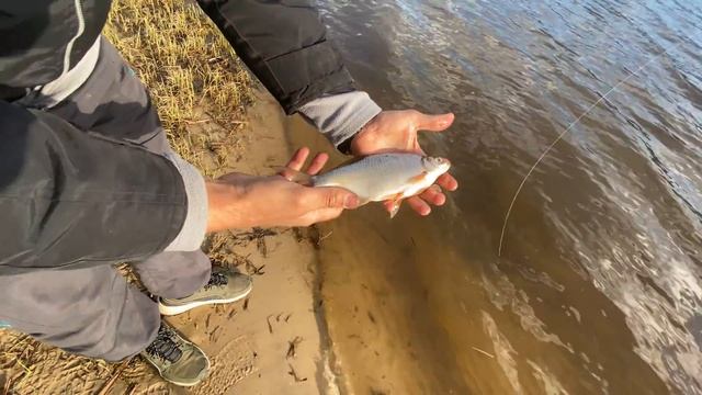 ПЛОТВА КЛЮЁТ! Рыбалка в Киеве! Насадка для КРУПНОЙ плотвы! Как не ловить мелочь! Рыбалка 2021 смотреть онлайн