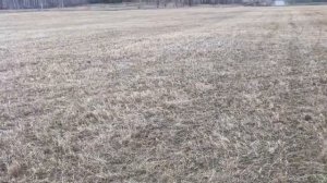 Подкормка костра и подсевание люцерны!как одна культура даёт пользу дрогой.Костер,люцерна