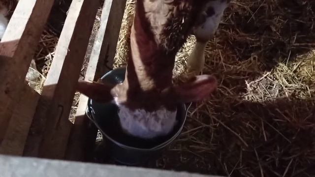 Утреннее кормление. Перевод телят с зцм на кашу. смотреть онлайн