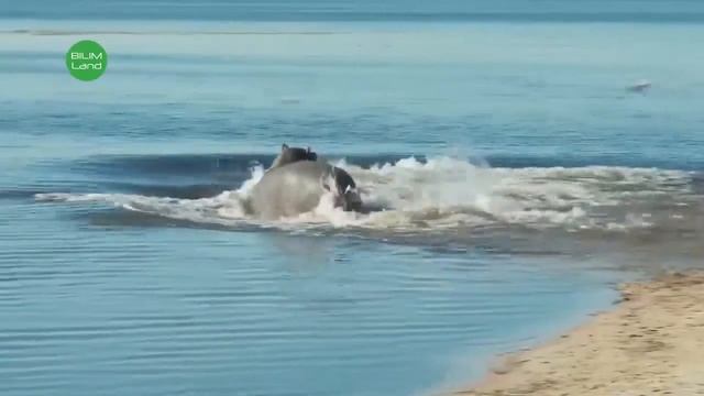 Дарвин теория смотреть онлайн