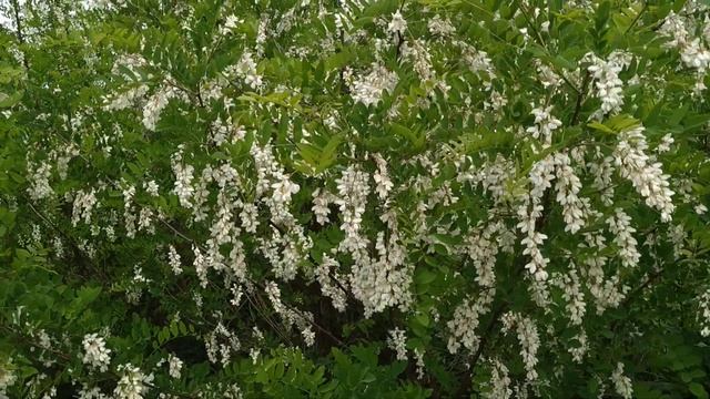 Eat Black Locust / False Acacia (Robinia pseudoacacia) Flowers in Spring смотреть онлайн