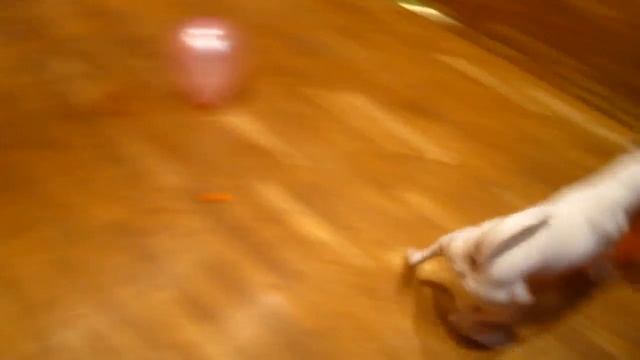 Фокстерьер Гладкошерстный и Акустикофобия смотреть онлайн