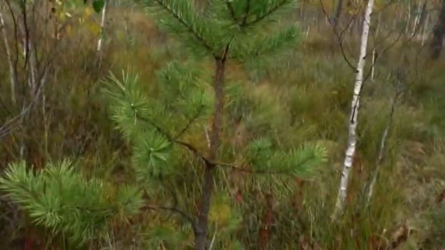 Собираем Клюкву в болоте Краснинский район смотреть онлайн