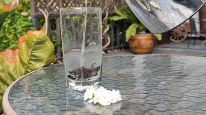 Жасмин самбак или арабский жасмин. Jasmine sambak or Arabic jasmine.