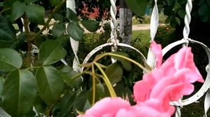 Роза "Лавиния", цветение. Июнь 2021.