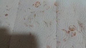 Приготовление цукатов из Кумквата !2 этап !Сушка !