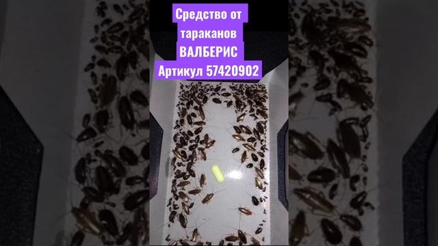 Лучшее средство от тараканов форссайт средство от тараканов муравьев и насекомых защити свой дом смотреть онлайн