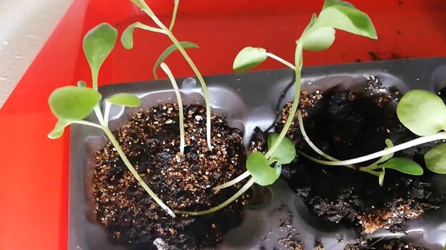 Левкой Что сделать в апреле смотреть онлайн