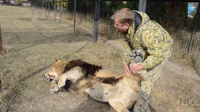 Человек УГОВАРИВАЕТ ЛЬВА ПОЕСТЬ !!! Тайган .Крым . смотреть онлайн