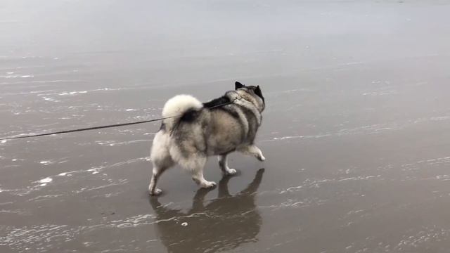 Hello Pacific Ocean! смотреть онлайн