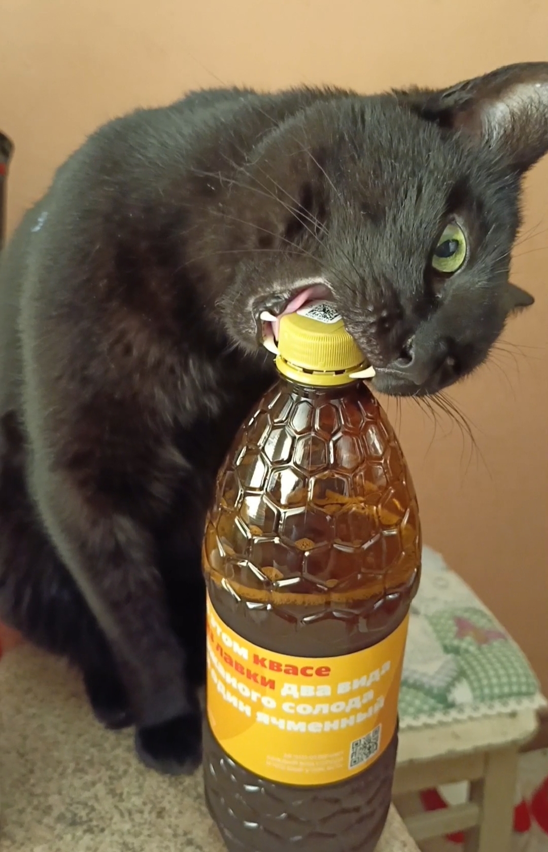 Дайте коту кваса! смотреть онлайн