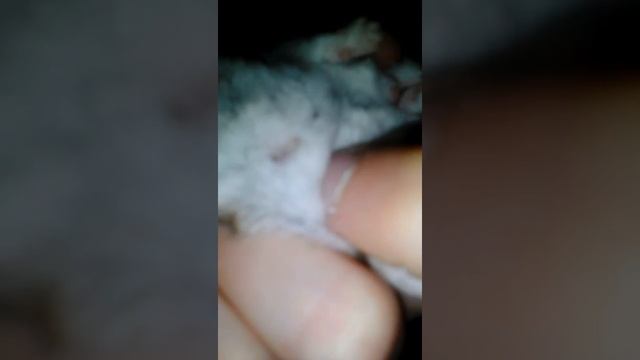 Как узнать мальчик ли хомяк ли девочка хомяк ? смотреть онлайн