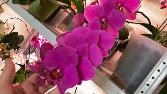 СТЕЛЛАЖИ для ОРХИДЕЙ обзор цветущих за СПИНОЙ смотреть онлайн