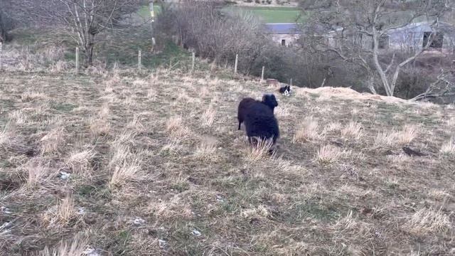 Catching big RAM and training a two yo sheepdog смотреть онлайн