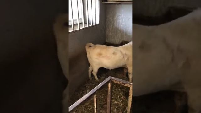 Бурский козел смотреть онлайн