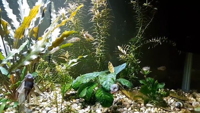 Limia nigrofasciata ( Hump-backed Limia, Black-barred Limia ) смотреть онлайн