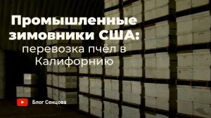 35000+ пчелосемей на троих - Зимовники Айдахо и перевозка пчел в Калифорнию (семья Брауннинг)