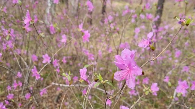 Выкатились на мото. Багульник цветёт. смотреть онлайн