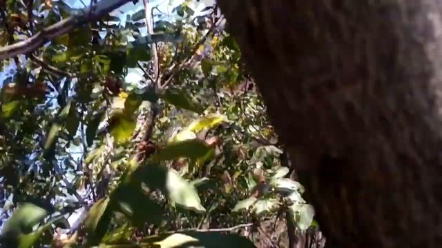 Жизнь в деревне – собираю грецкие орехи. смотреть онлайн