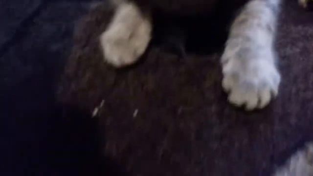 Кошка поймала мышку а потом скушает смотреть онлайн