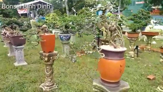 See The Beautiful Bonsai In Vietnam  - Bonsai Binh Dinh