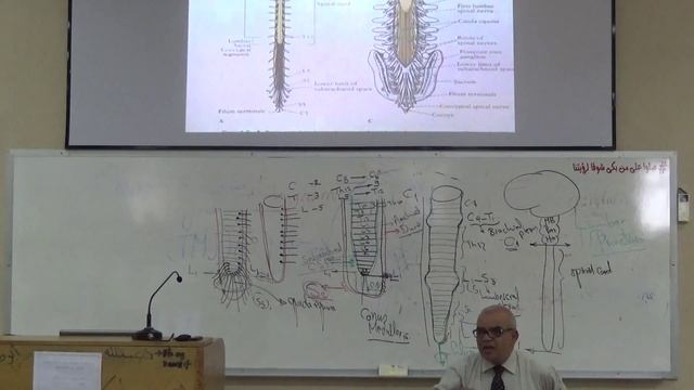 Neuroanatomy 4th Lec (Dr.gamal)