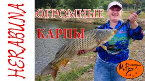 Китайские огромные КАРПЫ