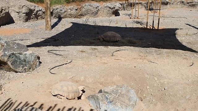 SHARJAH SAFARI PARK - FULL VISIT - AL DHAID смотреть онлайн