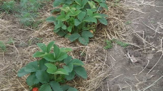 КЛУБНИКА (ЗЕМЛЯНИКА) ДИВНАЯ, ОПИСАНИЕ СОРТА КЛУБНИКИ ДИВНАЯ смотреть онлайн