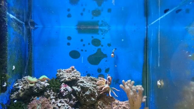 Морской аквариум: уход за рифом. смотреть онлайн