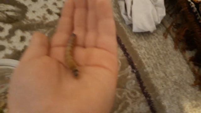 Пранк над папой/С добрым утром/Шок