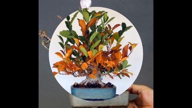 Magnolia Stellata Bonsai