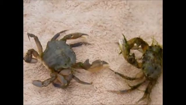 Краб откидывает лапки смотреть онлайн