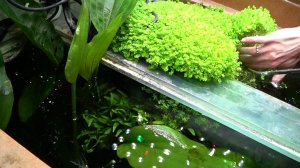 Хемиантус микрантемоидес сухая форма