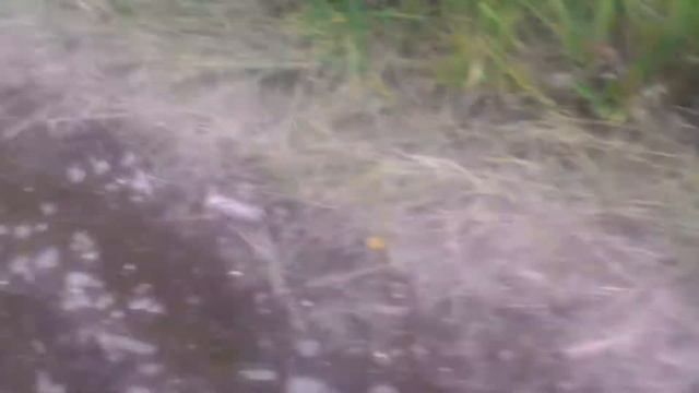 Покатушки на мопеды ^-^ смотреть онлайн