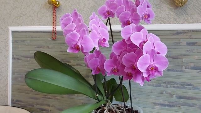 Пышное цветение орхидеи Пасадена. Композиция "Слон и Моська" #фаленопсис смотреть онлайн