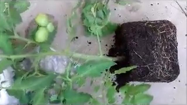 помидоры "бычье сердце" на балконе смотреть онлайн