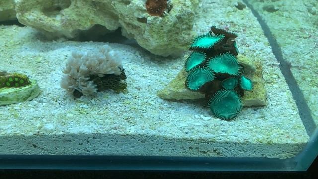 Начал лить нитрат и фосфат в морской аквариум. Поднимаю эти показатели. смотреть онлайн