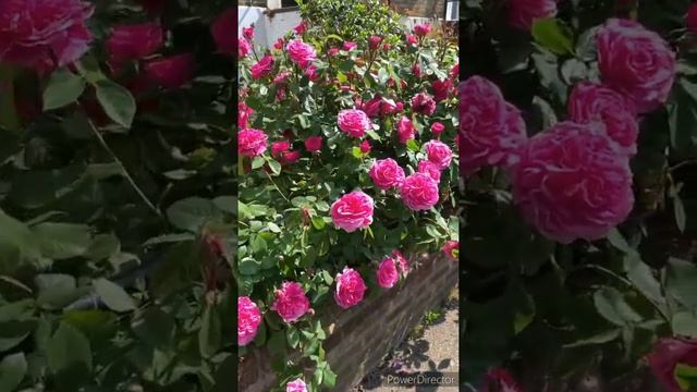 Плетистая роза «Gertrude Jekyll», 2. (Гертруда Джекилл). Она будто светится изнутри! смотреть онлайн