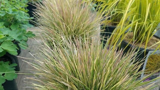Deschampsia 'Northern Lights' (Tufted Hair Grass) // Amazing, small grass for BIG effects смотреть онлайн