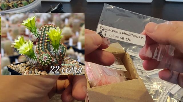 Обзор на заказ семян кактусов и суккулентов из магазина CactusGarden | 100 позиций смотреть онлайн