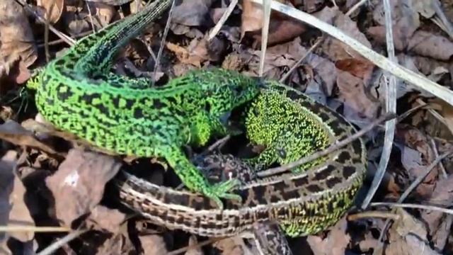 Брачные игры ящериц смотреть онлайн