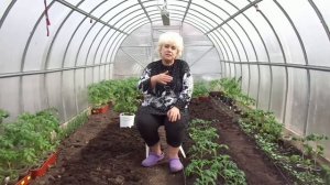 КАК ДОБАВИТЬ СУПЕРФОСФАТ ПРИ ВЫСАДКЕ ТОМАТОВ? Ольга Чернова.