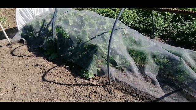 Выращивание авокадо и микрозелени дома