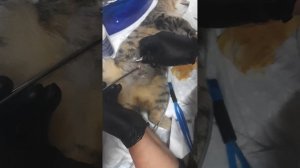 КАК ПРОИСХОДИТ СТЕРИЛИЗАЦИЯ КОШКИ