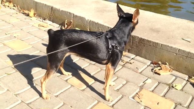 КАК громко ГАВКАЕТ той терьер РУССКИЙ ТОЙ ТЕРЬЕР смотреть онлайн