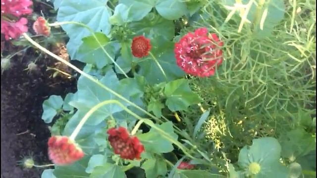 Необычное растение. Египетская роза - скабиоза пурпурная.. смотреть онлайн