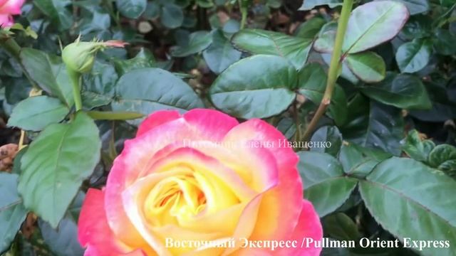 РОЗЫ Шрабы. Чайно-Гибридные. Флорибунда. Их сходства и различия / 1 часть смотреть онлайн