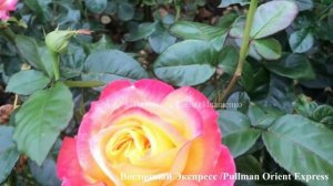 РОЗЫ Шрабы. Чайно-Гибридные. Флорибунда.  Их сходства и различия / 1 часть