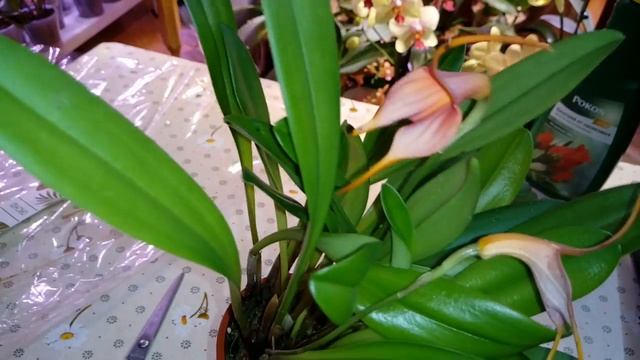 ОБЗОР | MASDEVALLIA BELLAVALLIA